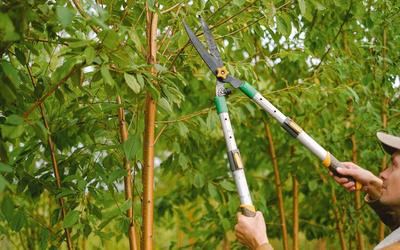 Tree trimming in Kimball, WV